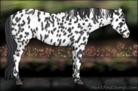Horse Color:Blue Roan Leopard 