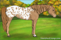 Horse Color:Chestnut Appaloosa 