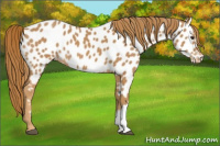 Horse Color:Chestnut Appaloosa Rabicano 