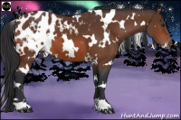 Horse Color:White Spotted Brown Blanket 