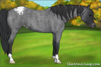Horse Color:Blue Roan Varnish 