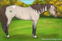 Horse Color:Bay Roan Dun Appaloosa 