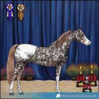 Horse Color:Liver Chestnut Sabino Appaloosa 