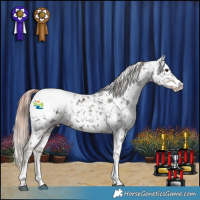 Horse Color:Liver Chestnut Sabino Appaloosa