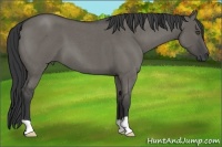 Horse Color:Grullo Roan 