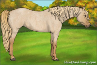 Horse Color:Red Dun Roan 