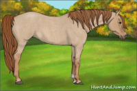 Horse Color:Red Dun Roan 