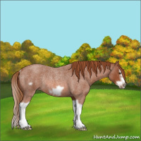 Horse Color:Red Roan Splash Frame Rabicano