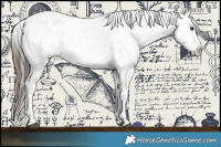 Horse Color:Brown Dun Appaloosa Rabicano 