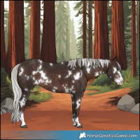 Horse Color:White Spotted Silver Brown Mushroom Sabino Rabicano 