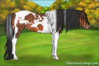 Horse Color:White Spotted Bay Tobiano Appaloosa 
