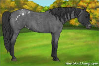 Horse Color:Blue Roan Appaloosa 
