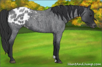 Horse Color:Blue Roan Appaloosa