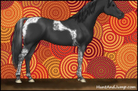 Horse Color:Black Tobiano 