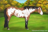 Horse Color:White Spotted Bay Roan Frame