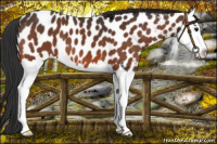 Horse Color:Bay Splash Near Leopard