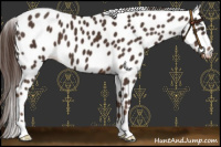 Horse Color:Liver Chestnut Appaloosa 