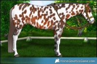 Horse Color:Bay Sabino Near Leopard 