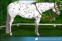 Horse Color:Liver Chestnut Appaloosa 