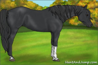 Horse Color:Black Tobiano 