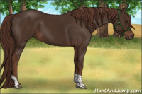 Horse Color:Liver Chestnut Tobiano 