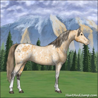 Horse Color:White Spotted Buckskin Tobiano Appaloosa  and White Spotted Buckskin Tobiano Appaloosa 