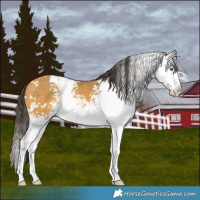 Horse Color:White Spotted Buckskin Splash 