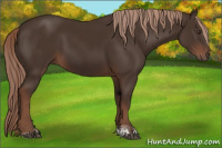 Horse Color:Liver Chestnut Tobiano 