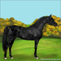 Horse Color:Void Blue Roan Splash Appaloosa Rabicano 