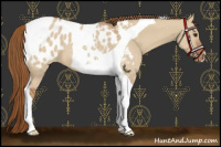 Horse Color:Red Dun Tobiano Appaloosa