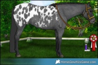 Horse Color:Blue Roan Near Leopard 