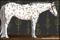 Horse Color:Bay Roan Dun Splash Leopard 