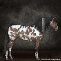 Horse Color:White Spotted Liver Red Dun Appaloosa Brindle 