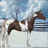 Horse Color:Liver Chestnut Tobiano
