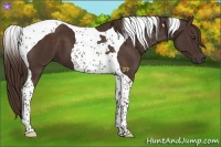 Horse Color:Liver Chestnut Tobiano 