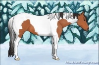 Horse Color:Bay Tobiano 