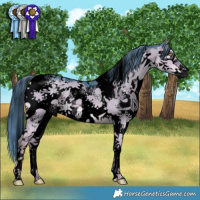 Horse Color:Void Watercolor Liver Red Dun Splash Tobiano 