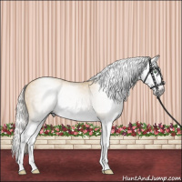 Horse Color:Gray Silver Amber Cream Champagne Splash 