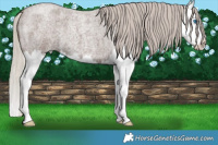 Horse Color:Silver Blue Roan Splash