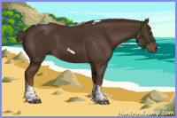 Horse Color:Liver Chestnut Tobiano