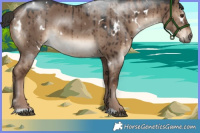 Horse Color:White Spotted Liver Red Dun Brindle 