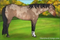 Horse Color:Brown Dun  and Brown Dun Rabicano 