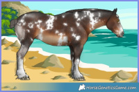 Horse Color:Gray White Spotted Liver Chestnut 