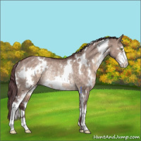 Horse Color:White Spotted Chocolate Brown Dun Mushroom Sabino Rabicano 