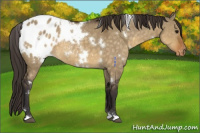 Horse Color:White Spotted Buckskin Dun Appaloosa 