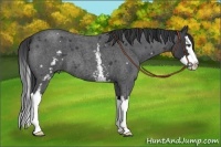 Horse Color:White Spotted Blue Roan Splash 