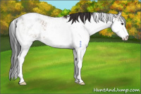 Horse Color:Brown Sabino Appaloosa 