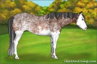 Horse Color:White Spotted Bay Splash