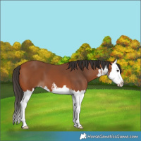 Horse Color:White Spotted Bay Splash