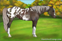 Horse Color:Silver Brown Appaloosa 